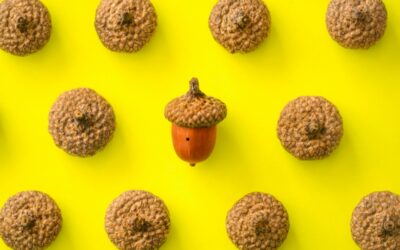 Le gland de lait : bienfaits et propriétés